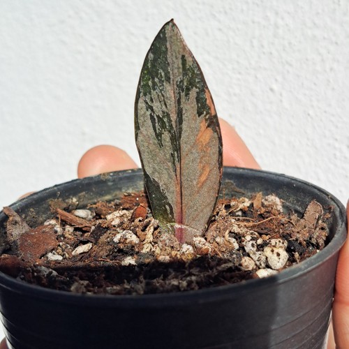 Rare zamioculcas zamiifolia - rare,