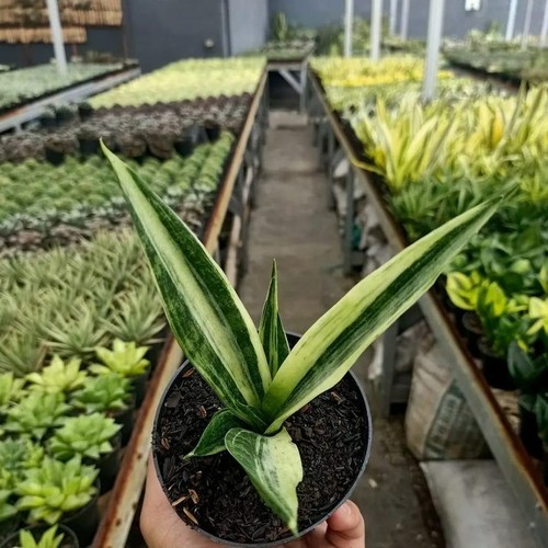 Sansevieria beauty sensation - sansevieria,