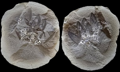 Mazon creek fossil - mazon,