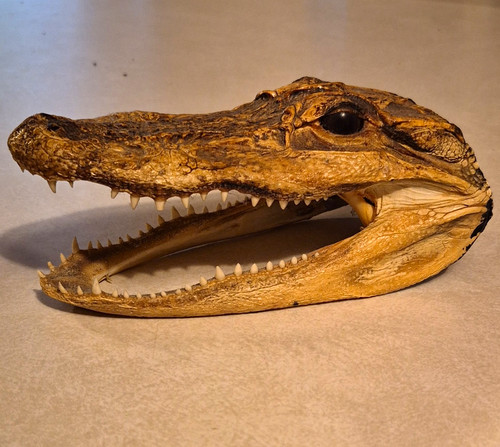 Real alligator reptile skull - alligator,