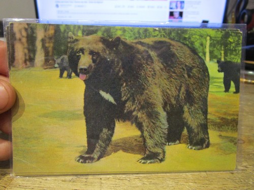 California old postcard - d3,