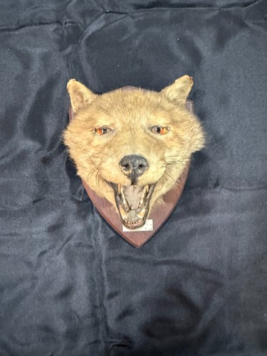 Antique english fox head - english,