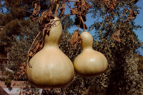 Birdhouse gourd calabash - birdhouse,