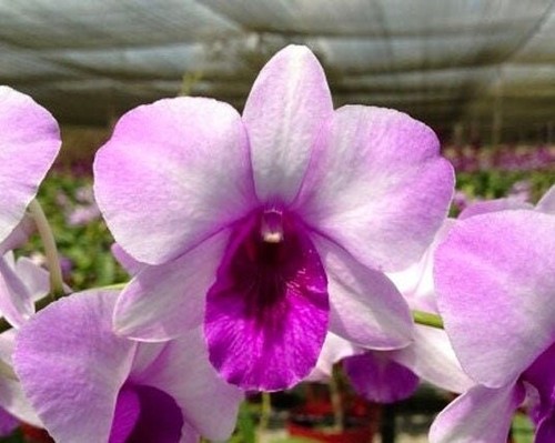 Dendrobium ocean blue comes - comes, in