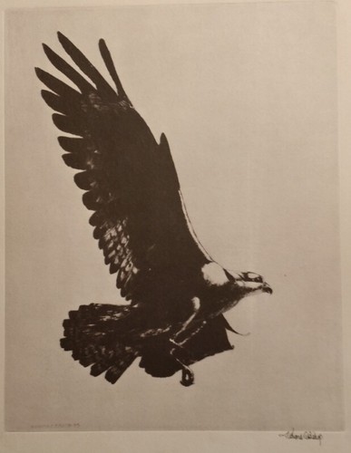 1935 richard bishop osprey - 1935, "osprey"