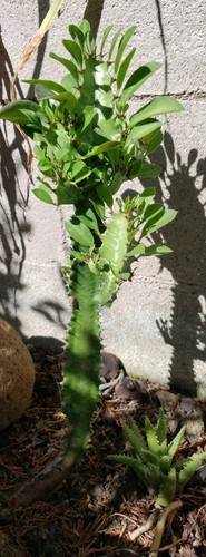 Euphorbia trigona african - euphorbia, (african