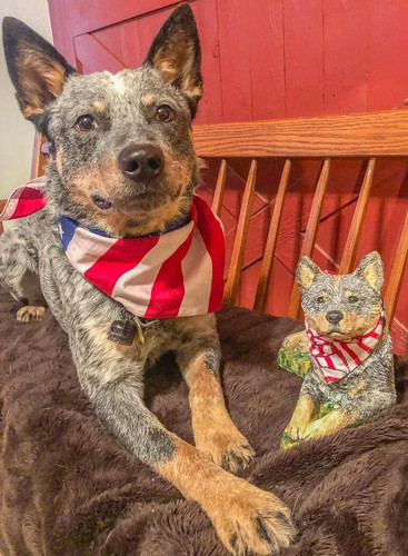 Australian cattle heeler - australian,