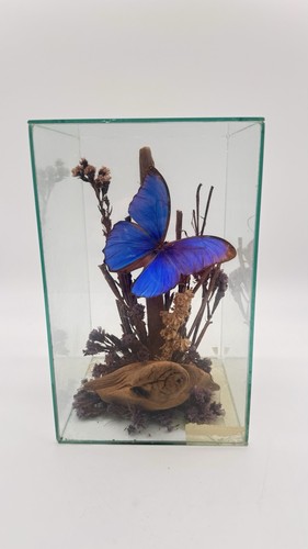 Vtg blue morpho butterfly - vtg,