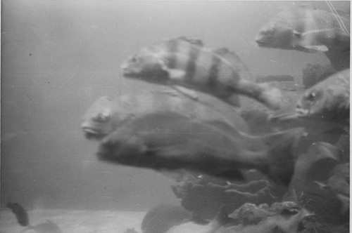 1950s aquarium fish swimming - 1950s,