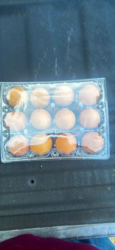 Rhode island red - rhode, fertile
