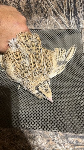 Italians jumbo quails - jumbo, 10+