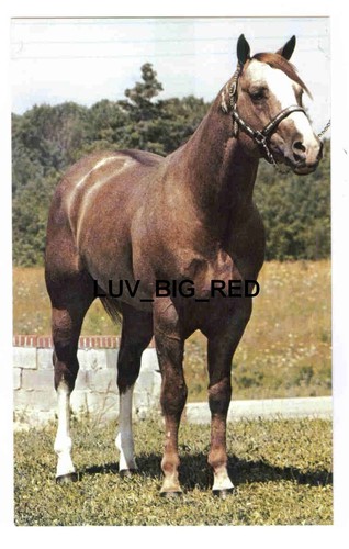 Mack bar aqha champion - by,