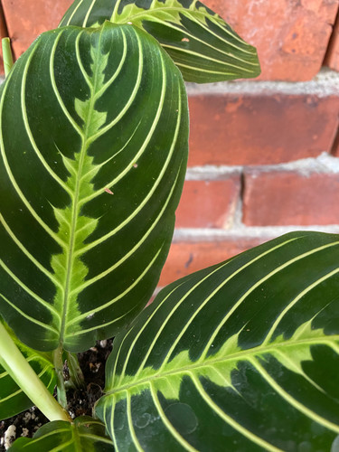 Maranta lemon lime prayer - maranta,