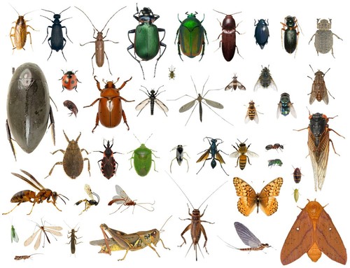 Dead bugs entomology - 35+,