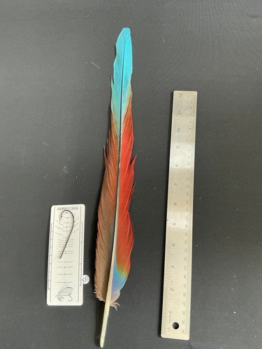 Macaw tail feathers 100 - tail,