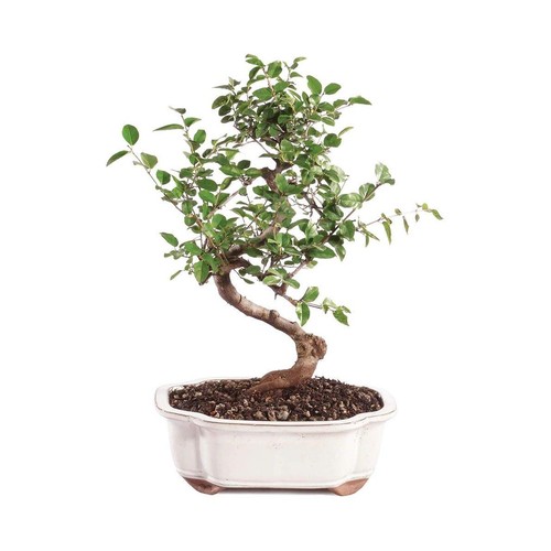 Brussel bonsai live - brussel's,