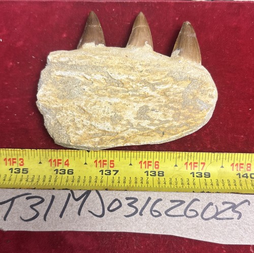 Mosasaurus jaw bone - mosasaurus, fossil