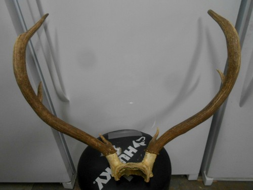Fresh brown 3x3 - 3x3, antlers