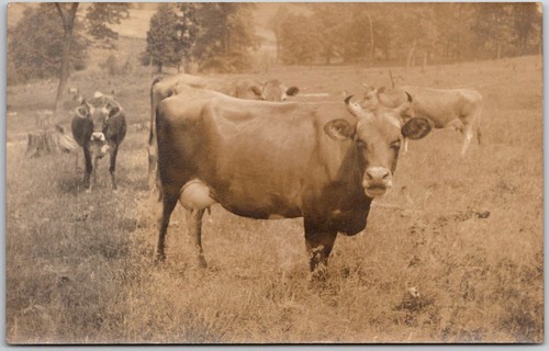 Postcard jersey cow dairy - jersey,