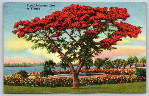 Royal poinciana tree - tree, in