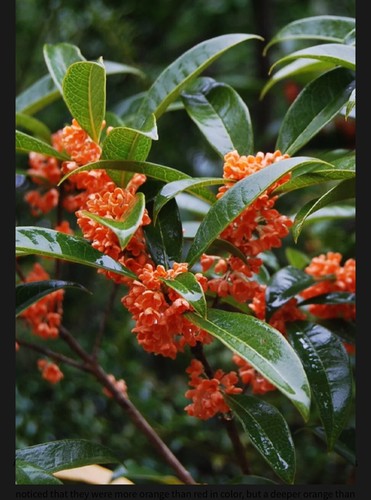 Beni kin mokusei red - beni,