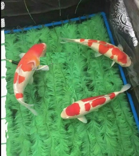Koi fish spawn fry - koi,