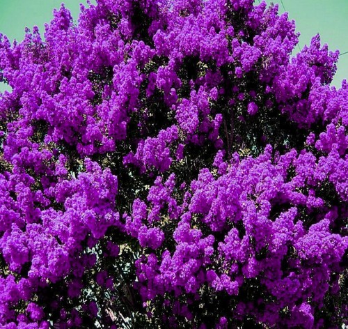 Live plants dark purple - live,