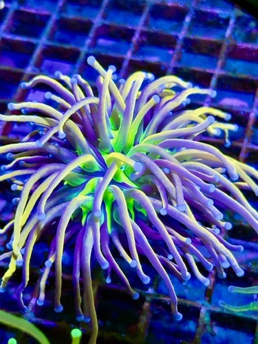 Coral beauties aquatics tiger - aquatics,