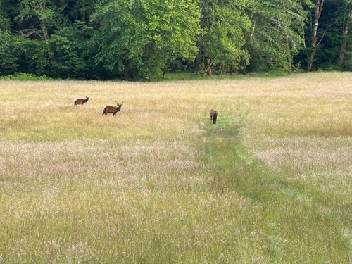 Orchard grass hay clover - orchard,