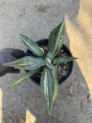 Agave americana striated