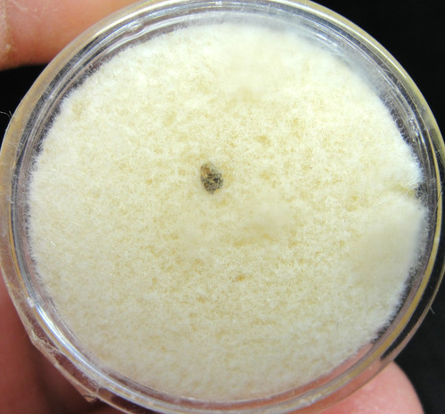Bachmut meteorite l6 - -,