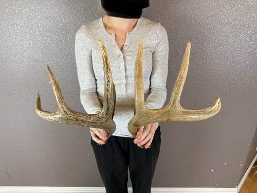 Two 4pt whitetail deer - two,