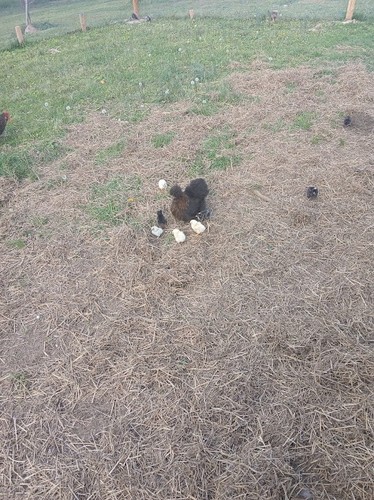 Fertile silkie chicken - 12,