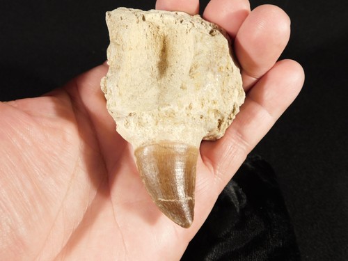Mosasaurus jaw bone - jaw, fossil
