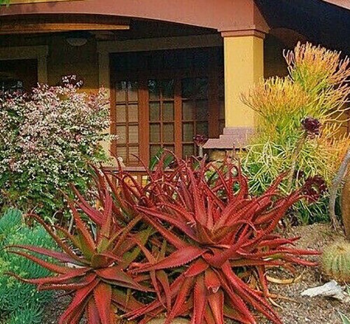 Aloe cameronii red - -,