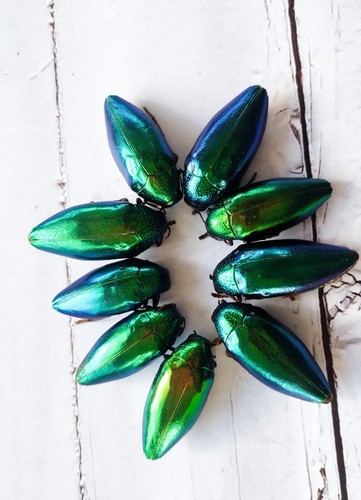 Pcs real dried green - 20,