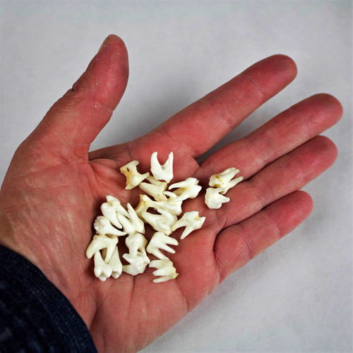 Raccoon molars - (12, pcs)