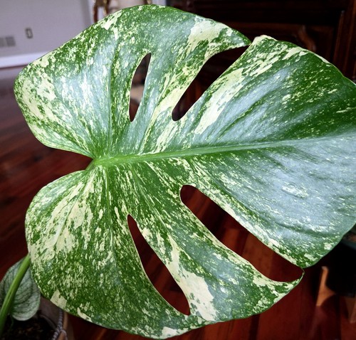 Rare monstera thai white - monstera,