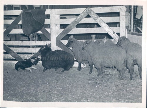 1946 press border collies - press,