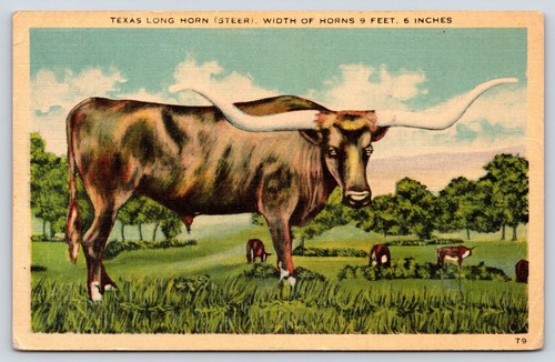 Texas long horn vintage - horn,