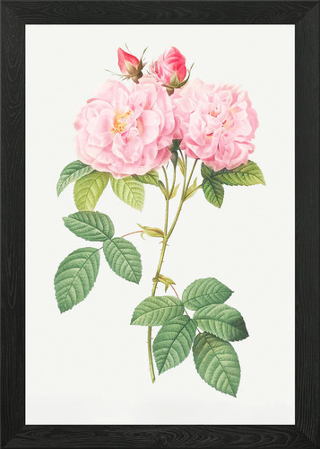 Italian damask rose framed - italian,
