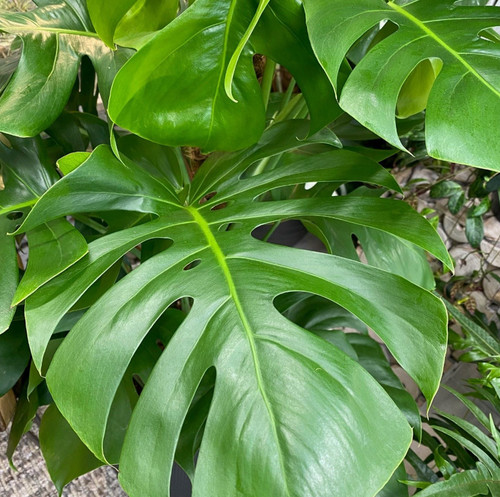 Live monstera deliciosa - live,