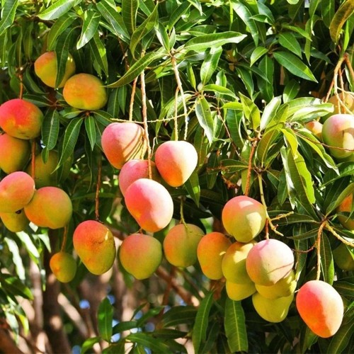 Mango alphonso - (mangifera, )
