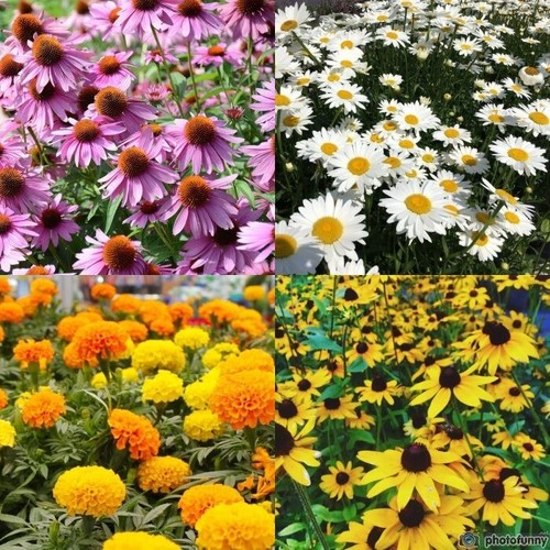 Shasta daisy black eye susan - shasta, daisy,