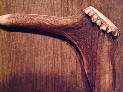 Walking stick red stag - walking,