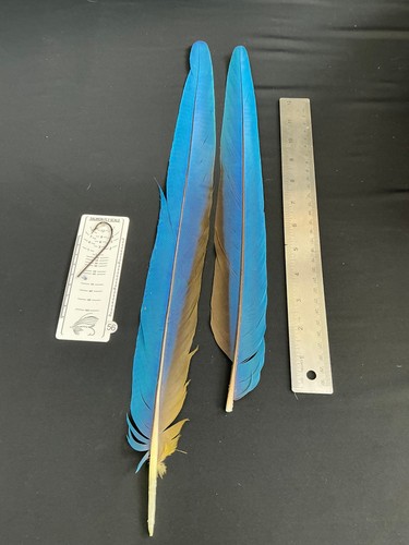 Macaw tail feathers 56 - macaw,