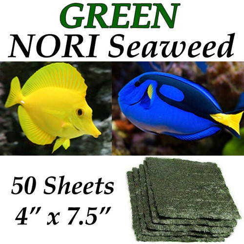 Green nori seaweed - green, 50