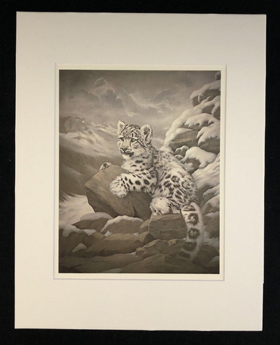 Charles frace himalayan - charles,