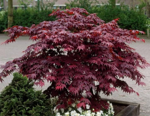 Japanese bloodgood maple live - japanese,