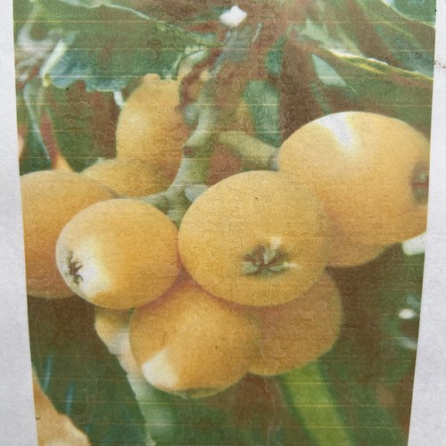 Loquat feet 3gal no - loquat,